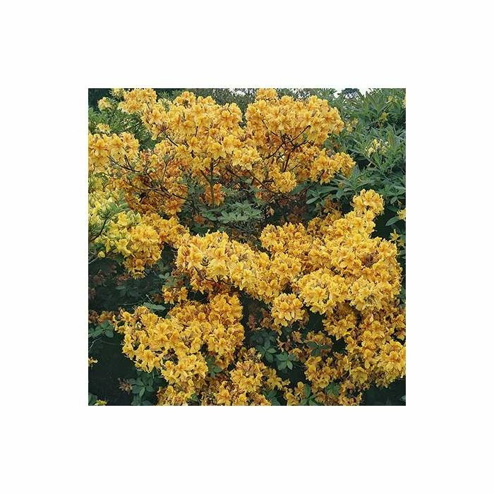 2ft Deciduous Azalea 'Klondyke' | 5L Pot 2 2ft Deciduous Azalea 'Klondyke' | 5L Pot - Image 2