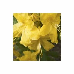 Yellow Plants Store -Yellow Plants Store PL301395L add image 1 ed48