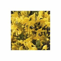 2ft Deciduous Azalea 'Anneke' | 5L Pot - Azalea mollis 'Anneke' -Yellow Plants Store PL301395L add image 2 d868