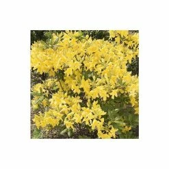 2ft Deciduous Azalea 'Anneke' | 5L Pot - Azalea mollis 'Anneke'