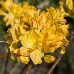 2ft Deciduous Azalea 'Golden Lights' | 5L Pot