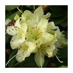 1ft Dwarf Rhododendron 'Shamrock' | 3L Pot