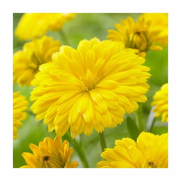 30cm Calendula 'Power Daisy Sunny' | 3L Pot 1 30cm Calendula 'Power Daisy Sunny' | 3L Pot