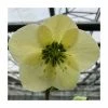 1ft Helleborus 'Linda' | 3L Pot | Helleborus Gold Collection®
