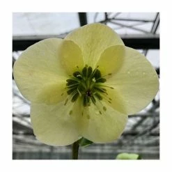 1ft Helleborus 'Linda' | 3L Pot | Helleborus Gold Collection®