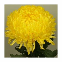 Chrysanthemum 'Creamist Golden' | Early Outdoor Bloom | 5 x Plug Plant