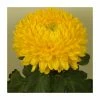 Chrysanthemum 'Victor Rowe Yellow' | Main Season Outdoor Bloom | 5 x Plug Plant