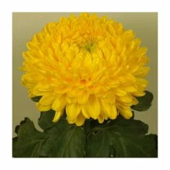 Chrysanthemum 'Victor Rowe Yellow' | Main Season Outdoor Bloom | 5 x Plug Plant