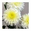 Chrysanthemum 'Gerrie Hoek White' | Early Season Outdoor Spray | 5 x Plug Plant