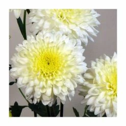 Chrysanthemum 'Gerrie Hoek White' | Early Season Outdoor Spray | 5 x Plug Plant