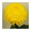 Chrysanthemum 'Riga Yellow' | Indoor Bloom | 5 x Plug Plant