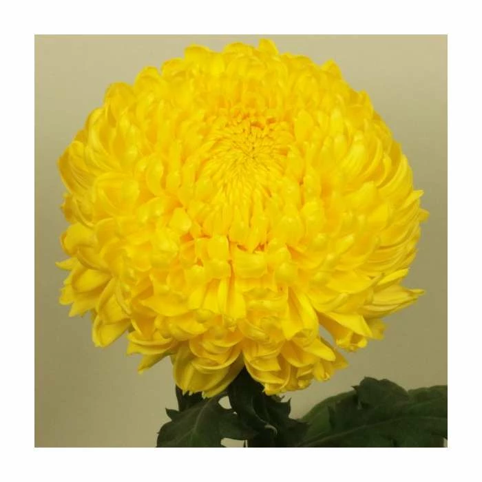 Chrysanthemum 'Riga Yellow' | Indoor Bloom | 5 x Plug Plant 1 Chrysanthemum 'Riga Yellow' | Indoor Bloom | 5 x Plug Plant