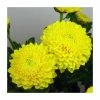 Chrysanthemum 'Minstreel Yellow' | Indoor Spray | 5 x Plug Plant