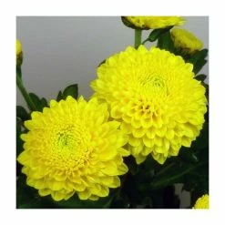 Chrysanthemum 'Minstreel Yellow' | Indoor Spray | 5 x Plug Plant