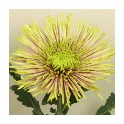Chrysanthemum 'Tula Improved' | Crossover Series | 5 x Plug Plant