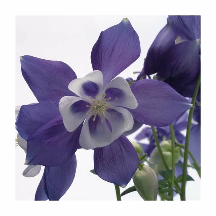 Aquilegia 'Spring Magic' Collection | 3 x 2L Pots 2 Aquilegia 'Spring Magic' Collection | 3 x 2L Pots - Image 2