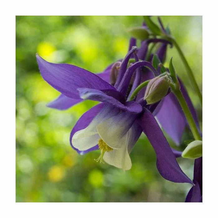 Aquilegia 'Spring Magic' Collection | 3 x 2L Pots 3 Aquilegia 'Spring Magic' Collection | 3 x 2L Pots - Image 3