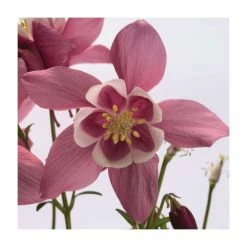 Aquilegia 'Spring Magic' Collection | 3 x 2L Pots 9 Aquilegia 'Spring Magic' Collection | 3 x 2L Pots -Yellow Plants Store PL50774 add image 3 e1c2