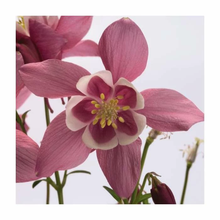 Aquilegia 'Spring Magic' Collection | 3 x 2L Pots 4 Aquilegia 'Spring Magic' Collection | 3 x 2L Pots - Image 4