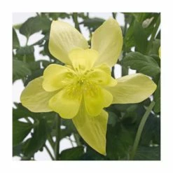 Aquilegia 'Spring Magic' Collection | 3 x 2L Pots 11 Aquilegia 'Spring Magic' Collection | 3 x 2L Pots -Yellow Plants Store PL50774 add image 5 50b7