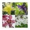 Aquilegia 'Spring Magic' Collection | 3 x 2L Pots