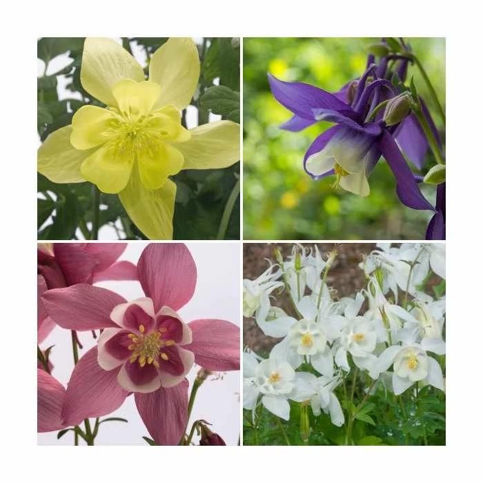 Aquilegia 'Spring Magic' Collection | 3 x 2L Pots 1 Aquilegia 'Spring Magic' Collection | 3 x 2L Pots