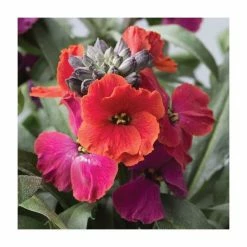 3 x Wallflower Plants | Erysimum hybridum Collection | 3 x 10.5cm Pots -Yellow Plants Store PL50787 add image 2 b041