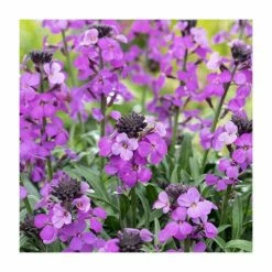 3 x Wallflower Plants | Erysimum hybridum Collection | 3 x 10.5cm Pots -Yellow Plants Store PL50787 add image 3 c416