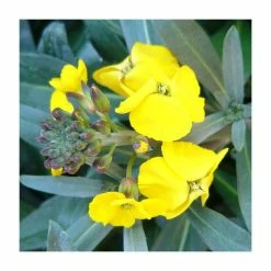 3 x Wallflower Plants | Erysimum hybridum Collection | 3 x 10.5cm Pots -Yellow Plants Store PL50787 add image 4 b2e8