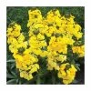 Erysimum hybridium 'Fragrant Sunshine' | 10.5cm Pot