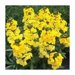 Erysimum hybridium 'Fragrant Sunshine' | 10.5cm Pot