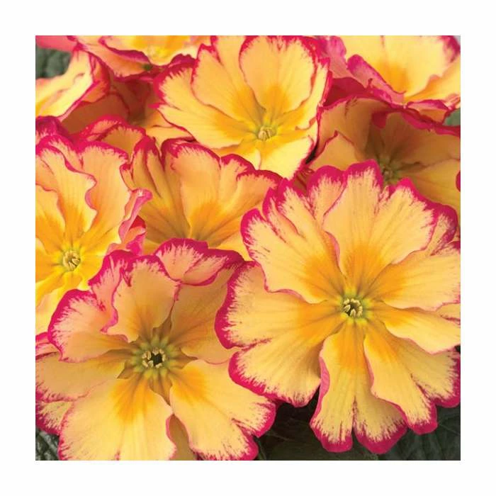 Primrose 'Scentsation Red Cream' | Primula vulgaris | 10.5cm Pot 1 Primrose 'Scentsation Red Cream' | Primula vulgaris | 10.5cm Pot