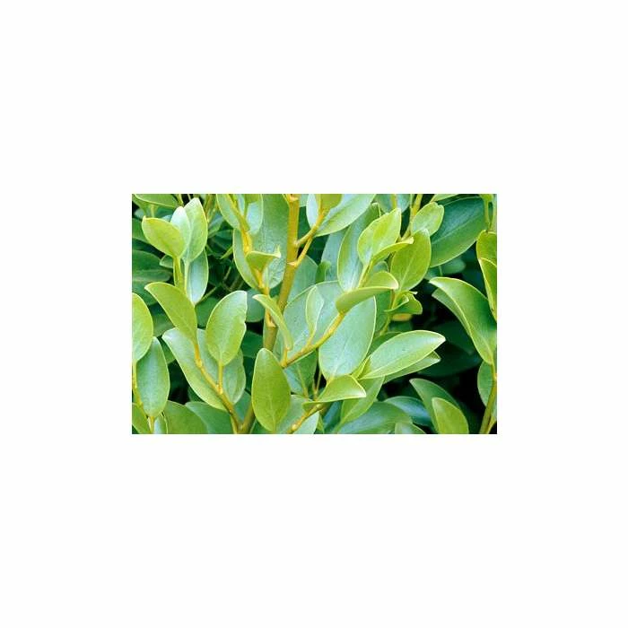 5X New Zealand Broadleaf Hedging 20-50cm 'Griselinia Littoralis' "Kapuka" - 9cm Pot 1 5X New Zealand Broadleaf Hedging 20-50cm 'Griselinia Littoralis' "Kapuka" - 9cm Pot