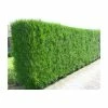 5X Western Red Cedar Hedging 20-50cm 'Thuja Plicata Atrovirens' - 9cm Pot