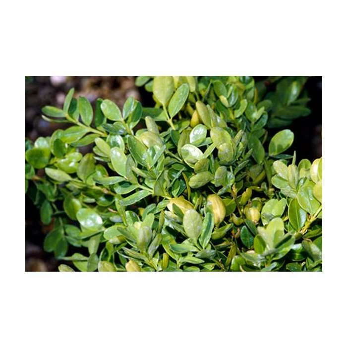 5X Buxus Hedging 20-50cm 'Sempervirens Suffruticosa' - 9cm Pot 1 5X Buxus Hedging 20-50cm 'Sempervirens Suffruticosa' - 9cm Pot
