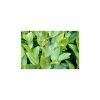 25X New Zealand broadleaf Hedging 20-50cm 'Griselinia Littoralis' "Kapuka" - 9cm Pot