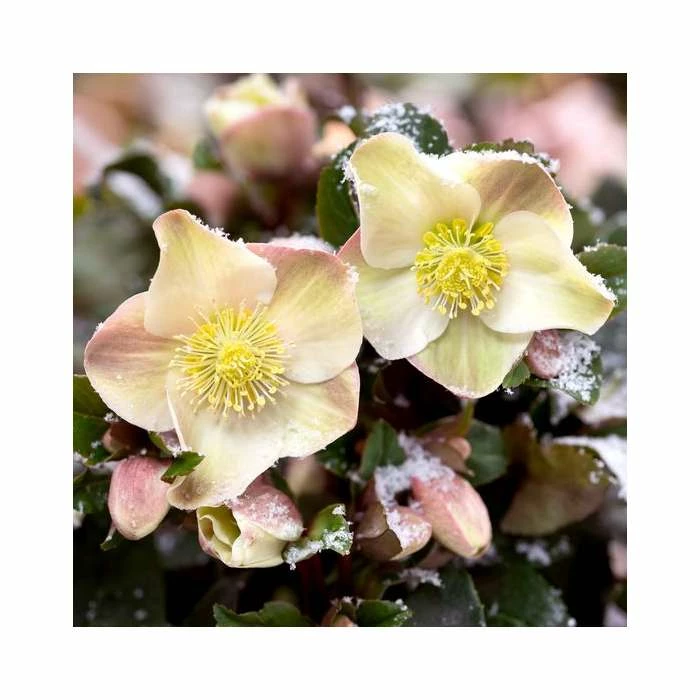 2ft Helleborus 'Cinnamon Snow' | 4.5L Pot | Helleborus Gold Collection® 3 2ft Helleborus 'Cinnamon Snow' | 4.5L Pot | Helleborus Gold Collection® - Image 3