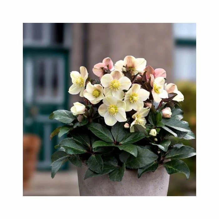 2ft Helleborus 'Cinnamon Snow' | 4.5L Pot | Helleborus Gold Collection® 1 2ft Helleborus 'Cinnamon Snow' | 4.5L Pot | Helleborus Gold Collection®