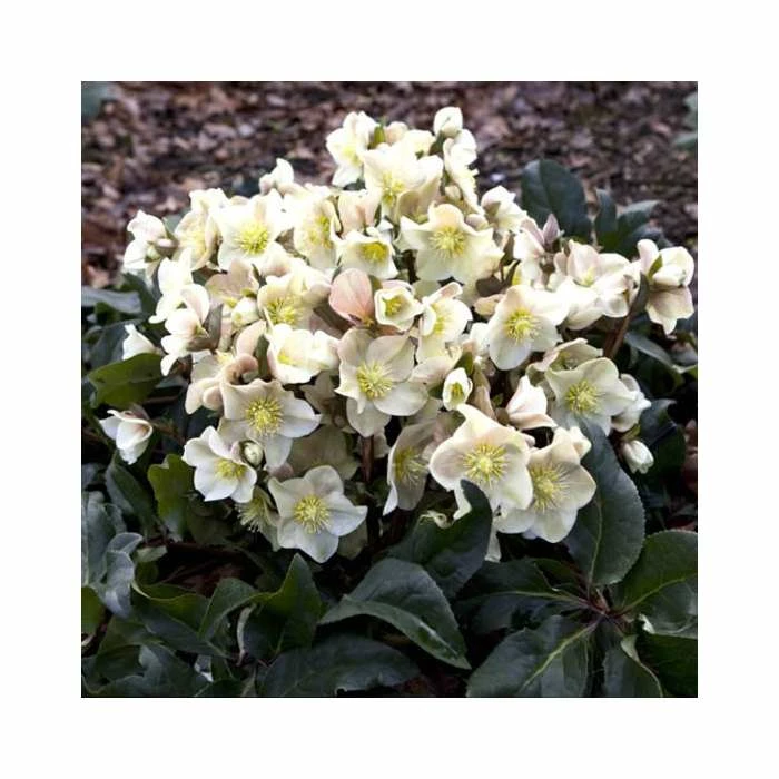2ft Helleborus 'Cinnamon Snow' | 4.5L Pot | Helleborus Gold Collection® 2 2ft Helleborus 'Cinnamon Snow' | 4.5L Pot | Helleborus Gold Collection® - Image 2