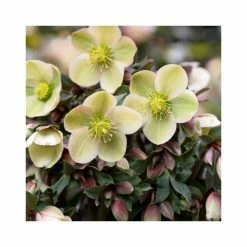 2ft Helleborus 'Monte Christo' | 4.5L Pot | Helleborus Gold Collection® -Yellow Plants Store PL52009 add image 1 d6e5