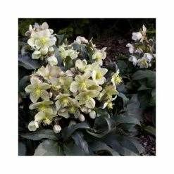 2ft Helleborus 'Monte Christo' | 4.5L Pot | Helleborus Gold Collection® -Yellow Plants Store PL52009 add image 2 033a