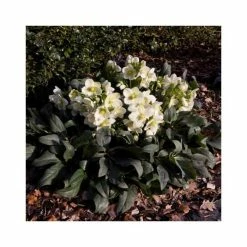 2ft Helleborus 'Ice Breaker® Max' | 4.5L Pot | Helleborus Gold Collection® -Yellow Plants Store PL52011 add image 1 c043
