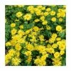 40cm Doronicum 'Leonardo Compact' | 3L Pot