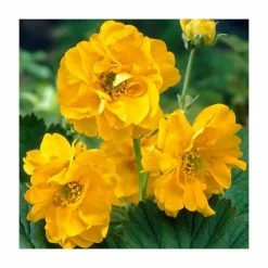 35cm Geum 'Lady Stratheden' | 3L Pot