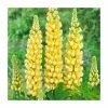 35cm Lupin 'Desert Sun' | 2L Pot | West Country