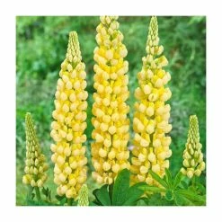 35cm Lupin 'Desert Sun' | 2L Pot | West Country
