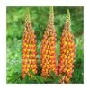 35cm Lupin 'Gladiator' | 3L Pot | West Country