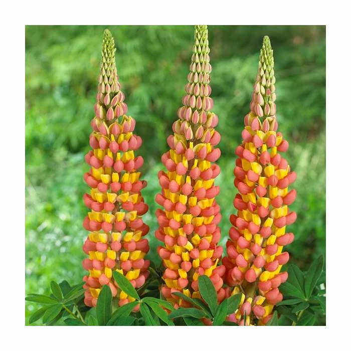 35cm Lupin 'Gladiator' | 3L Pot | West Country 1 35cm Lupin 'Gladiator' | 3L Pot | West Country