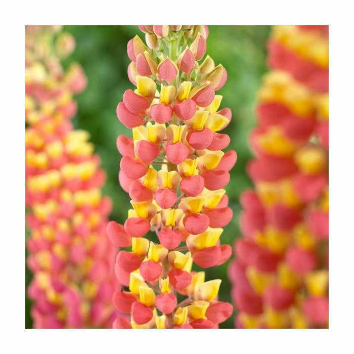 35cm Lupin 'Gladiator' | 3L Pot | West Country 2 35cm Lupin 'Gladiator' | 3L Pot | West Country - Image 2
