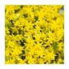 Sedum aurea 'Yellow' | 10.5cm Pot